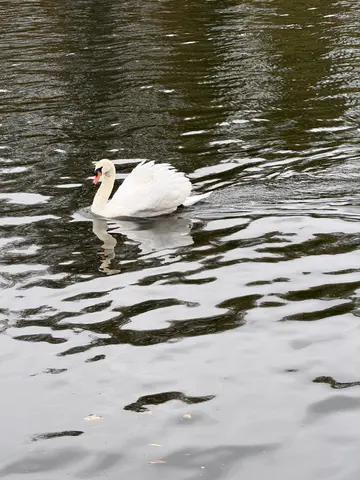 Thames swans