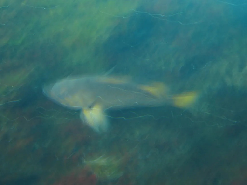 oscon 2003, fish-2