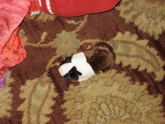 plush mini guinea pig!