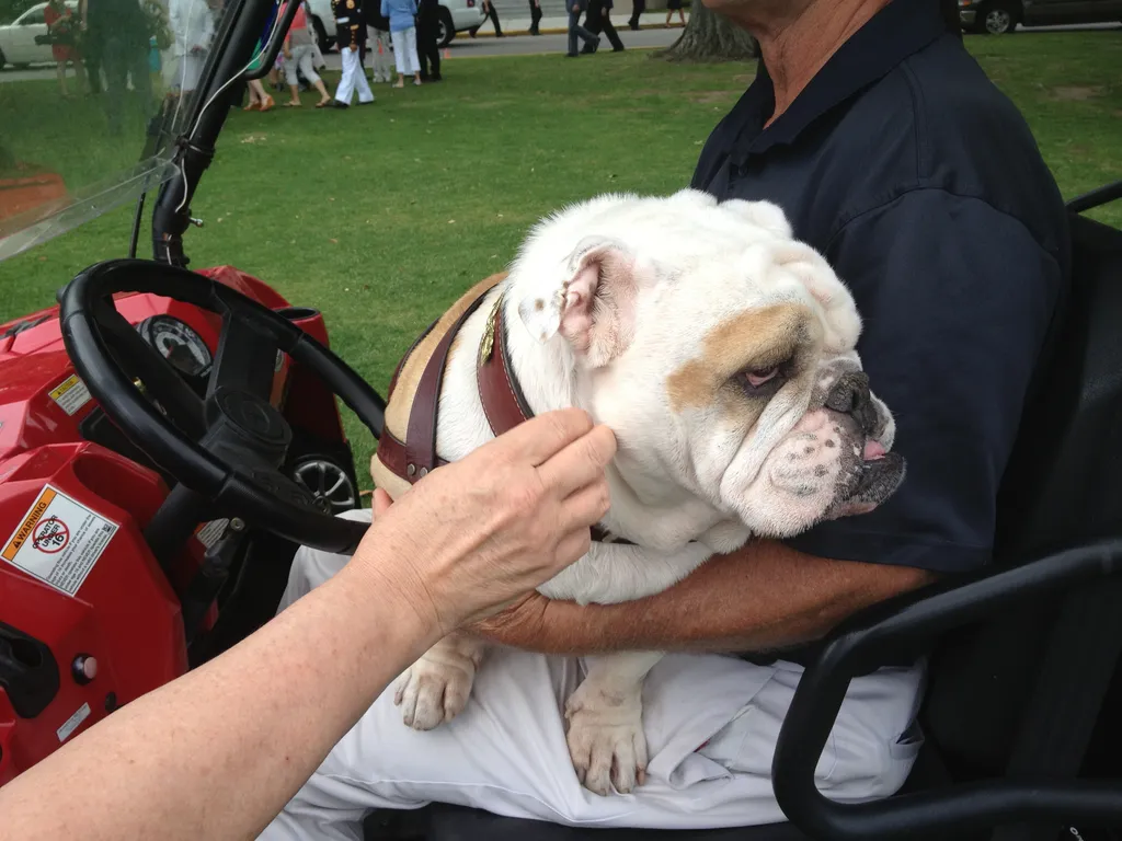 The Citadel's mascots
