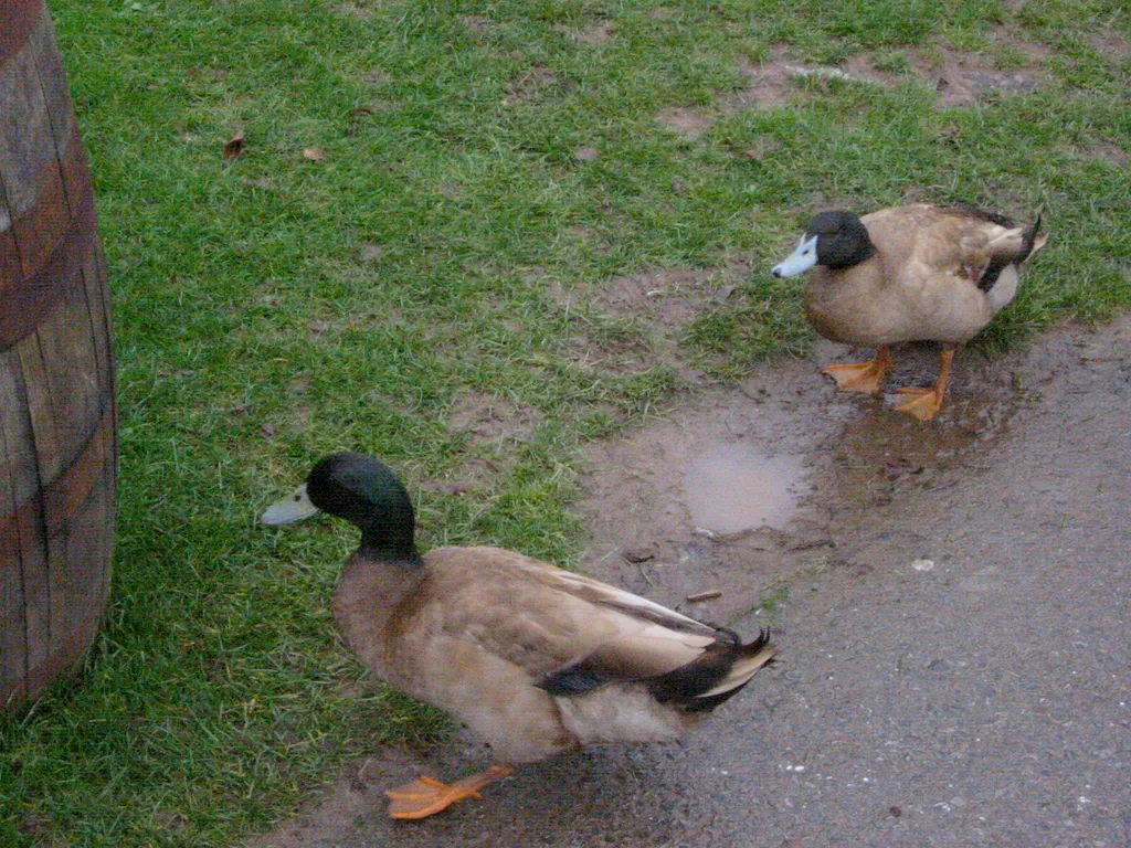 ducks