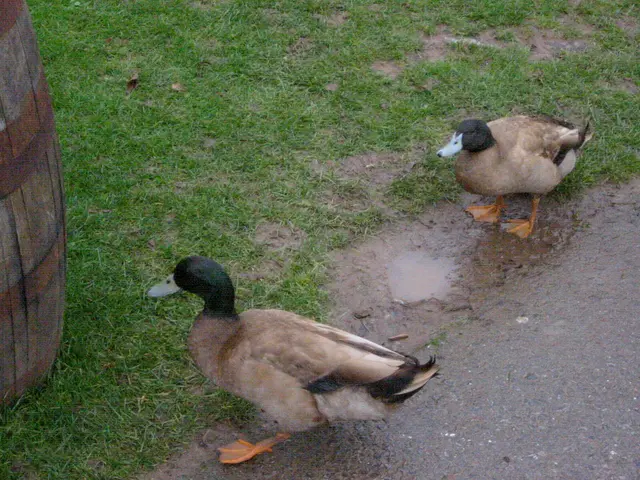 ducks