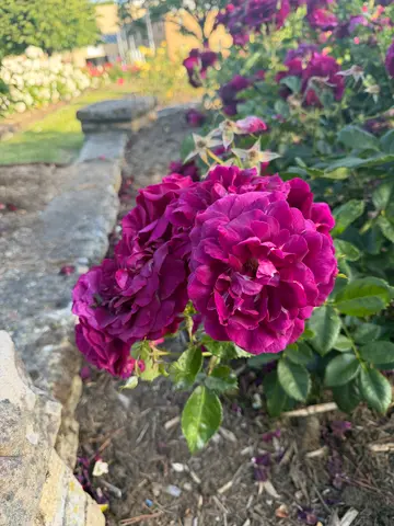 roses in Hobart