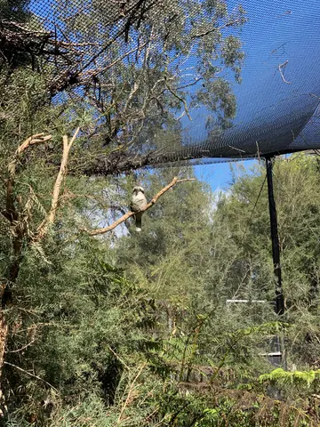 Healesville