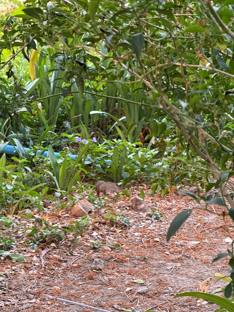 Benjakitty park