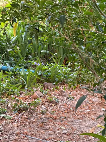 Benjakitty park