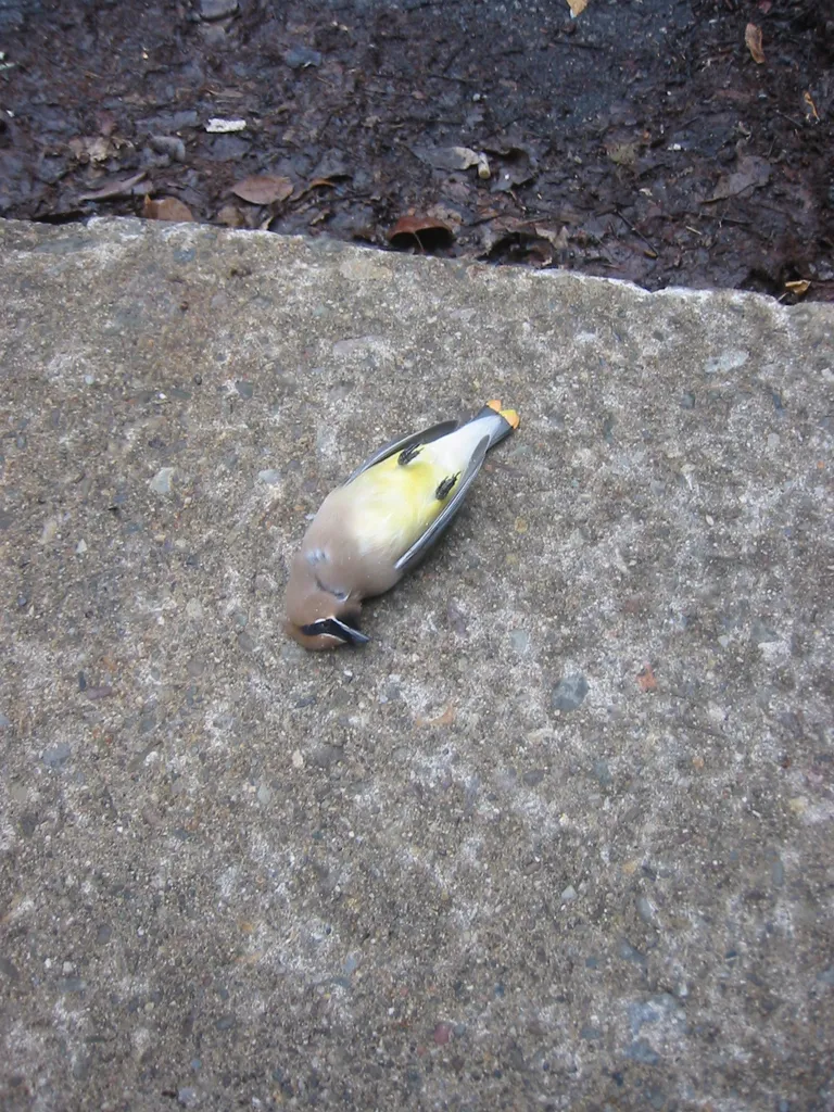 dead birds, IMG_0013