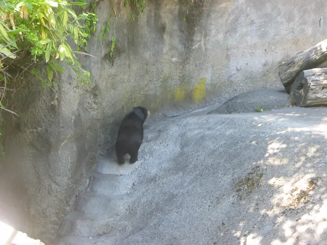 oscon 2003, bear