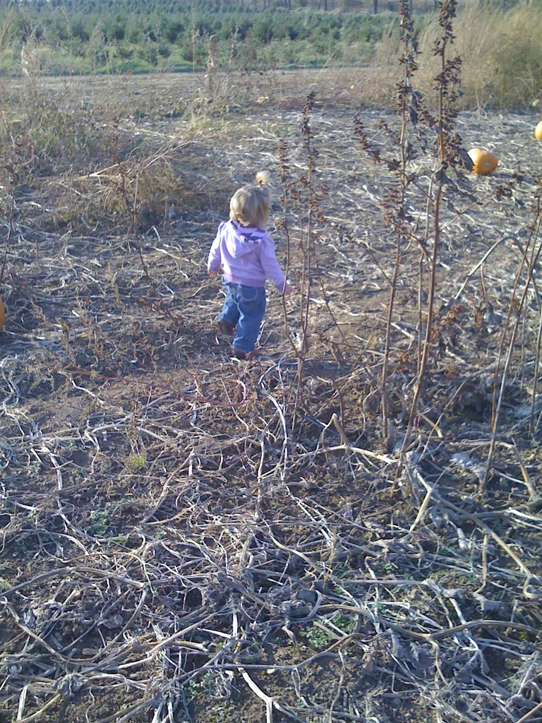 pumpkin pickin'