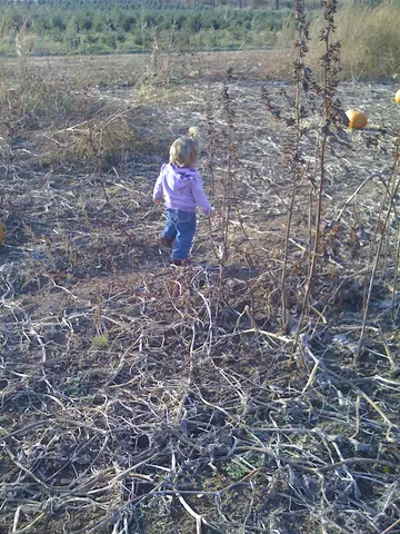 pumpkin pickin'