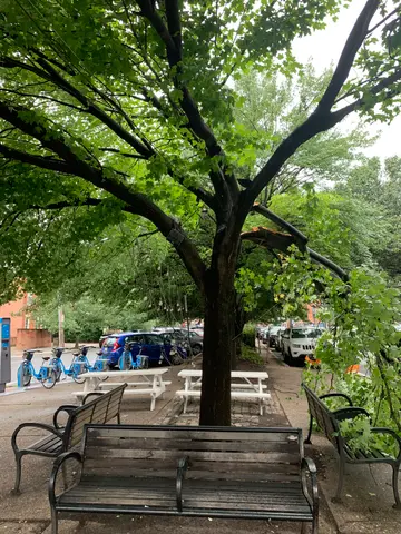 a tree fell