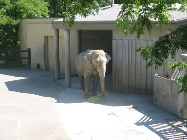 oscon 2003, elephant-3