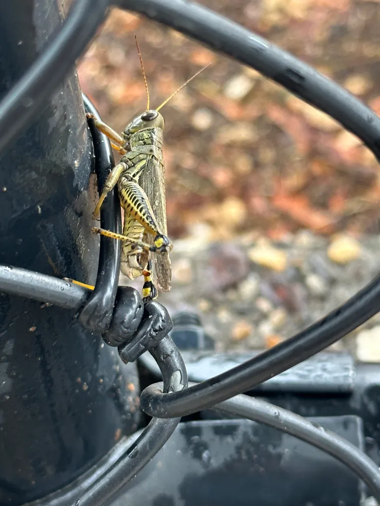 big bug