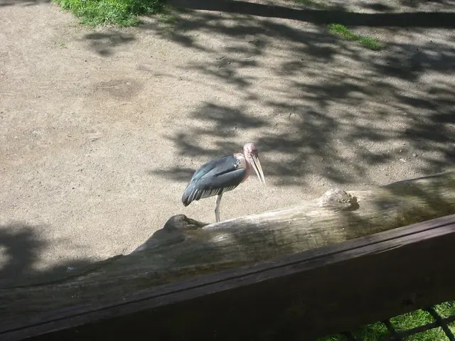 oscon 2003, bird
