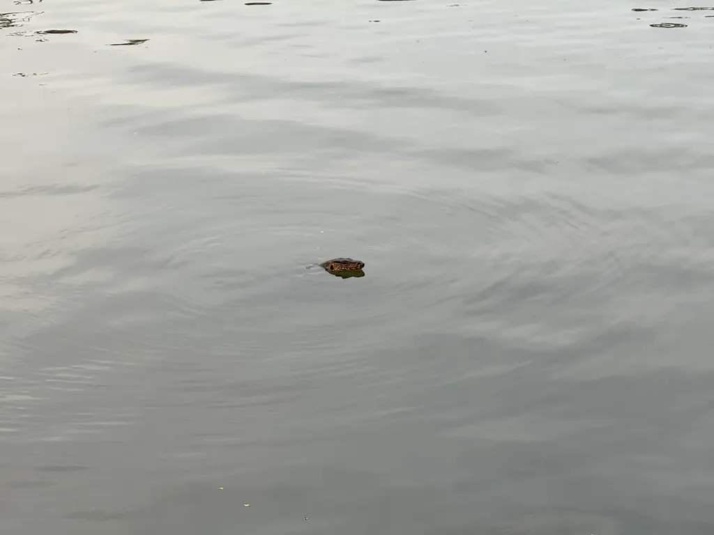 Benjakitty park, monitor lizard