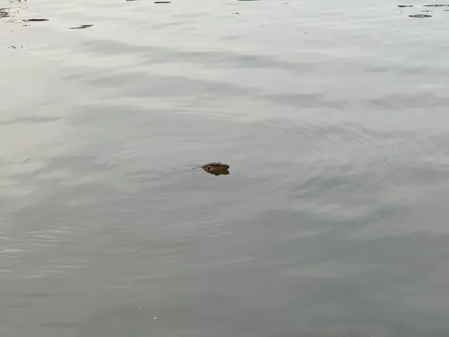 Benjakitty park, monitor lizard