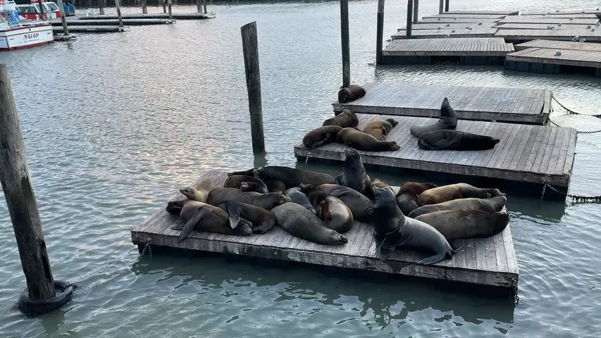 sea lions