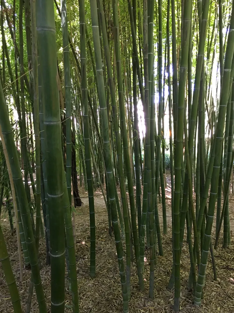 bamboo forest