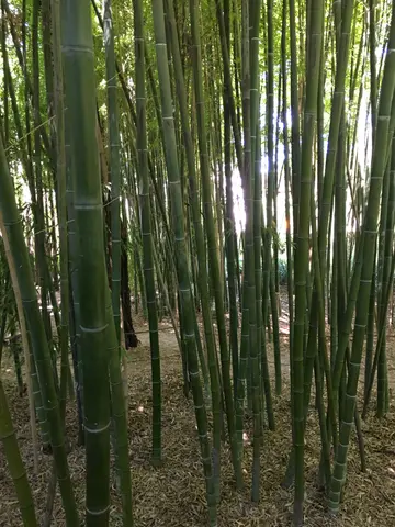 bamboo forest