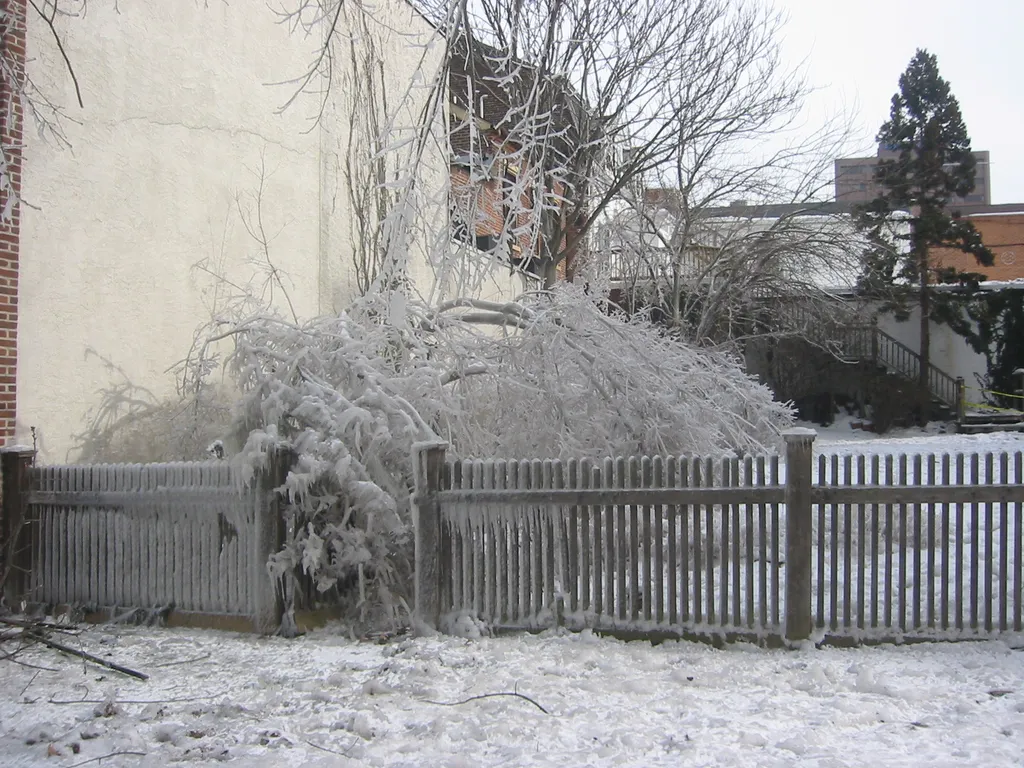 an ice-encased tree