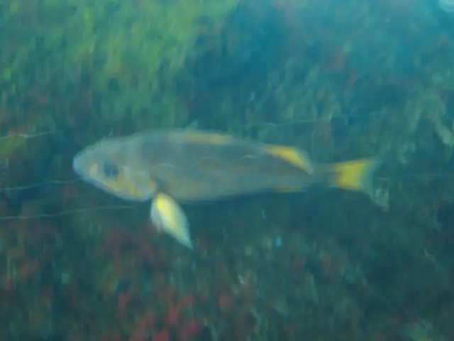 oscon 2003, fish-3