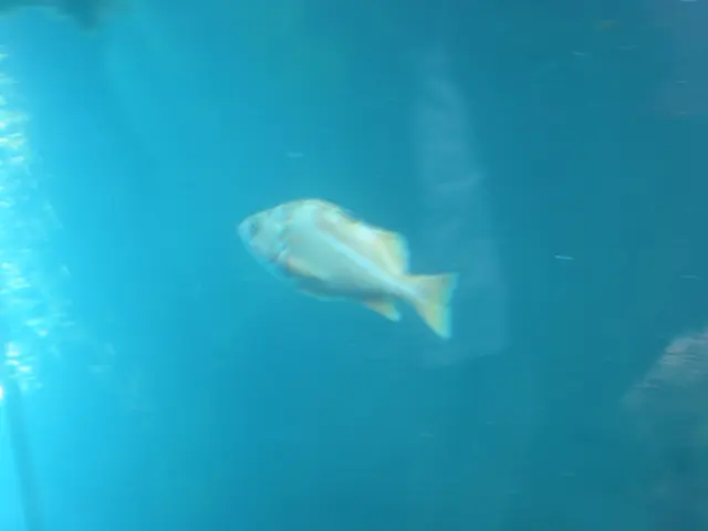 oscon 2003, fish-1