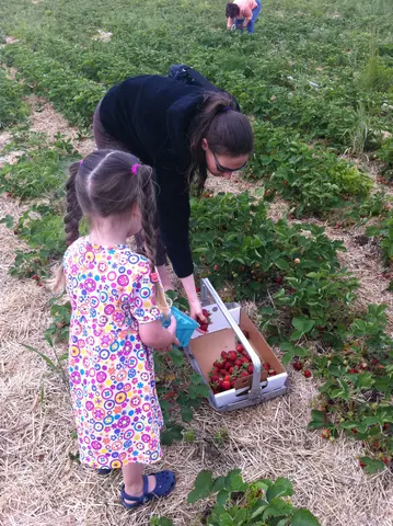 strawberry pickin' again