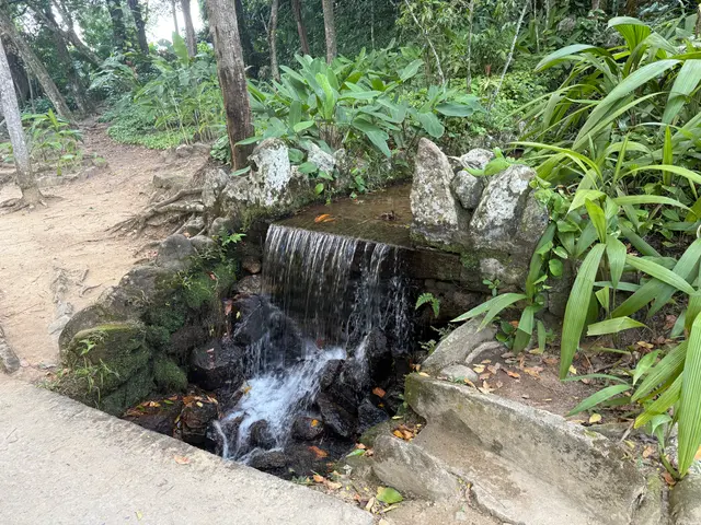 the Botanical Garden in Rio