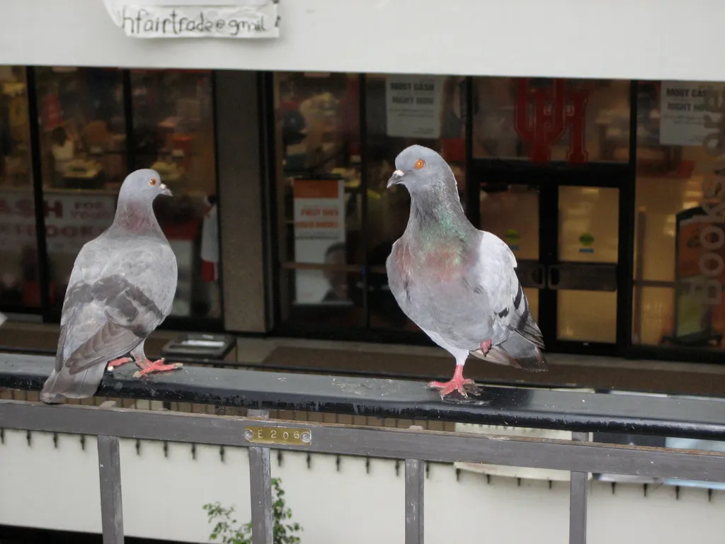 indoor pigeons