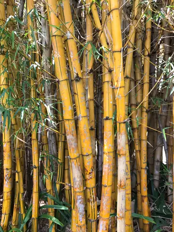 yellow bamboo