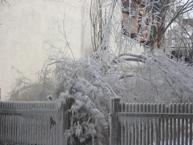 an ice-encased tree