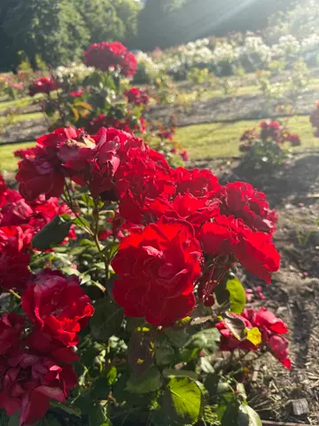 roses in Hobart
