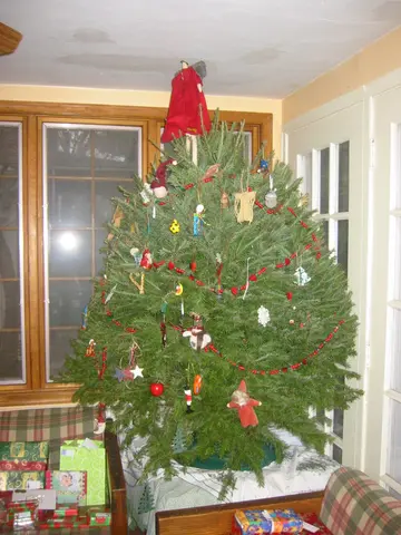 the tree, repaired but still crooked