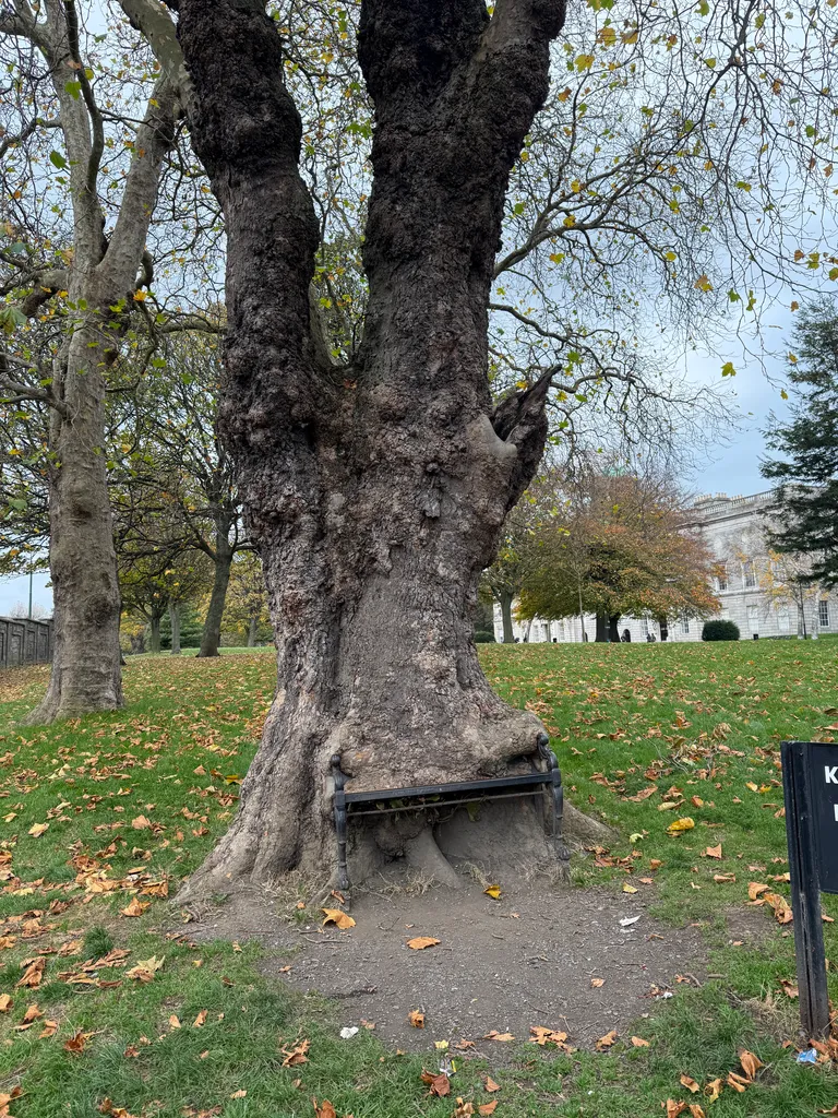 the hungry tree