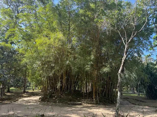 the Botanical Garden in Rio