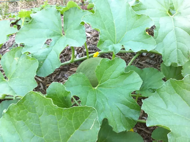 baby cantaloupe