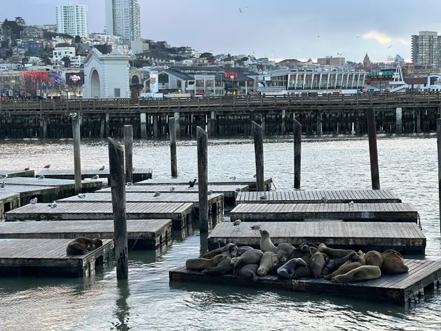 sea lions