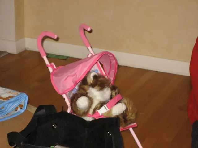 cat in a stroller