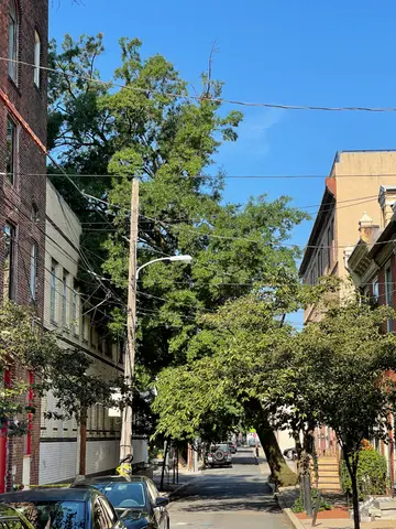 falling tree on Gaskill