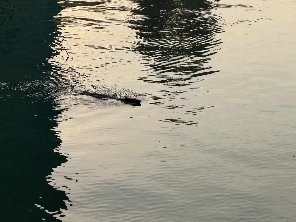 Benjakitty park, monitor lizard