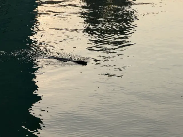 Benjakitty park, monitor lizard