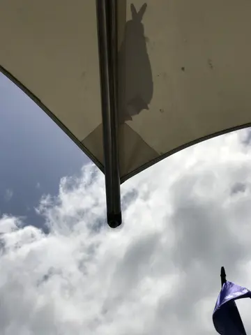 looming bird