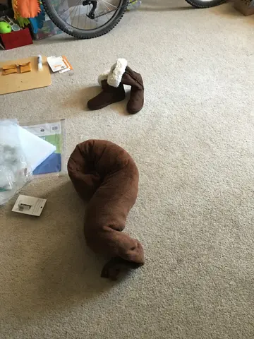 squirrel to be