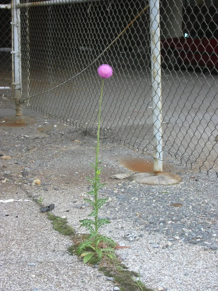 thistle under the fahy