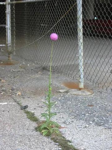 thistle under the fahy