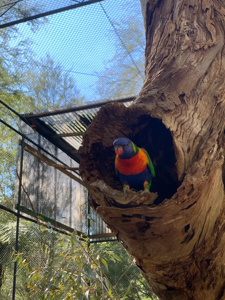 Healesville