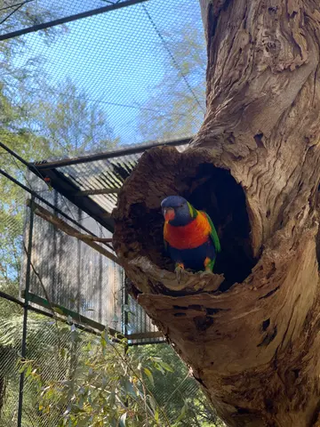 Healesville