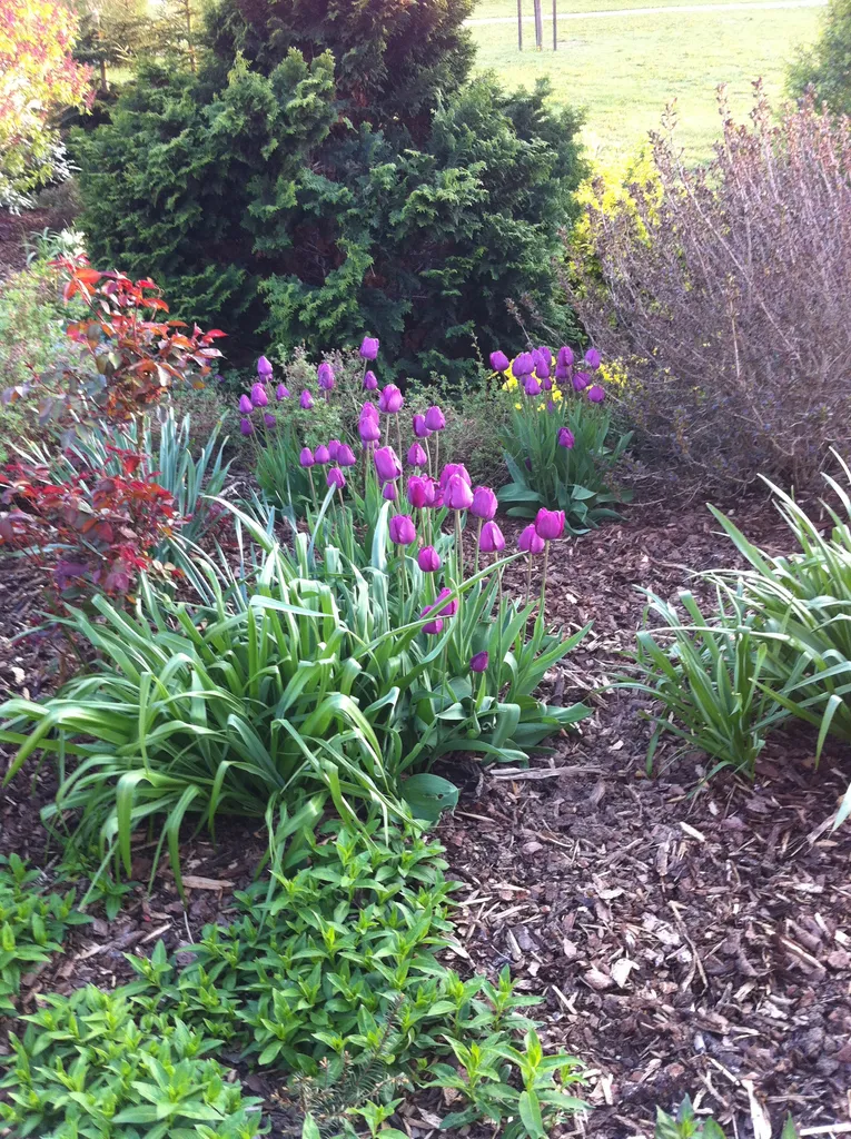 purple tulips