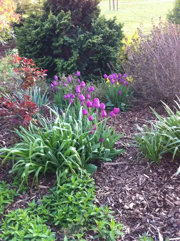 purple tulips
