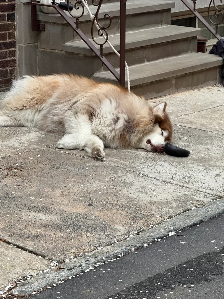 neighbor dog